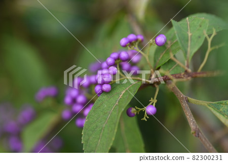 Komurasaki水果 Komurasaki水果 82300231