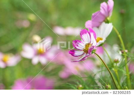 Cosmos multicolored flowers [green background] 82300285