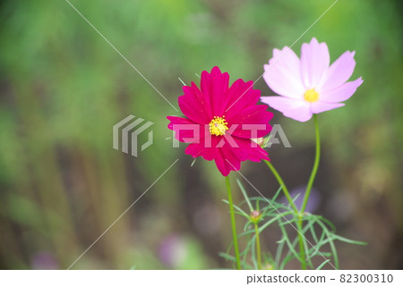 波斯菊紅花【綠底】 82300310