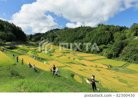 Golden rice terraces and Scarecrow (Yokone rice terraces) Golden rice terraces and Scarecrow (Yokone rice terraces) 82300430