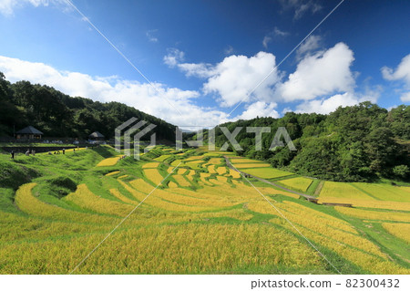 A panoramic view of the fruitful autumn rice terraces (Yokone rice terraces) A panoramic view of the fruitful autumn rice terraces (Yokone rice terraces) 82300432