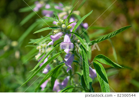 芝麻（學名：Sesamum indicum）花，九月，日本 82300544