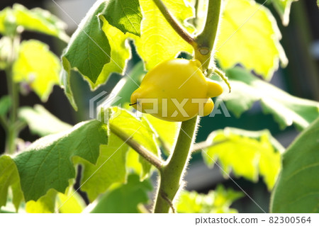 Fox face yellow fruit [green background] 82300564
