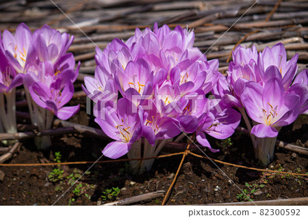 Autumn crocus (meadow saffron), a poisonous plant, but a raw material for Chinese medicine. 82300592