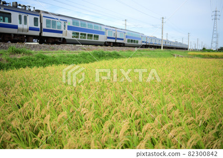Joban Line E531 series ordinary train that runs through the countryside where the ears of rice hang down 82300842