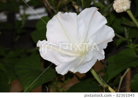 Focus on a single white morning-glory flower Focus on a single white morning-glory flower 82301045