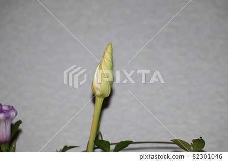 Focus on the flower bud of one night face and shoot 82301046
