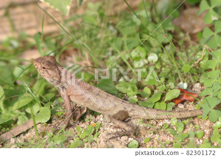 a forest lizard at the grass, nature background 11 June 2005 82301172