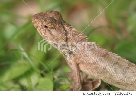 a forest lizard at the grass, nature background 11 June 2005 a forest lizard at the grass, nature background 11 June 2005 82301173