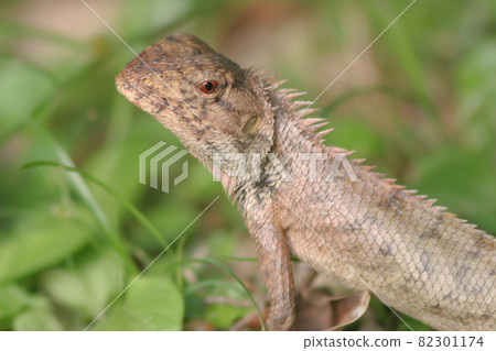 a forest lizard at the grass, nature background 11 June 2005 a forest lizard at the grass, nature background 11 June 2005 82301174