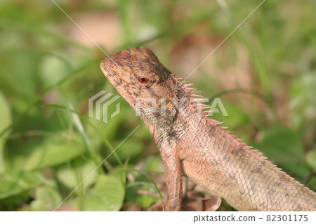 a forest lizard at the grass, nature background 11 June 2005 a forest lizard at the grass, nature background 11 June 2005 82301175