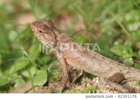 a forest lizard at the grass, nature background 11 June 2005 a forest lizard at the grass, nature background 11 June 2005 82301176