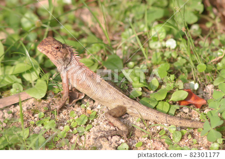 a forest lizard at the grass, nature background 11 June 2005 a forest lizard at the grass, nature background 11 June 2005 82301177