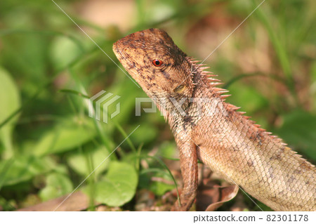 a forest lizard at the grass, nature background 11 June 2005 a forest lizard at the grass, nature background 11 June 2005 82301178