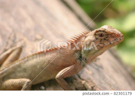a forest lizard at the grass, nature background 11 June 2005 a forest lizard at the grass, nature background 11 June 2005 82301179