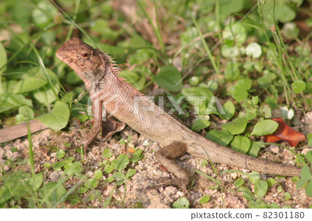 a forest lizard at the grass, nature background 11 June 2005 82301180