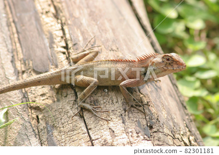 a forest lizard at the grass, nature background 11 June 2005 a forest lizard at the grass, nature background 11 June 2005 82301181