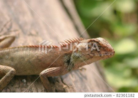 a forest lizard at the grass, nature background 11 June 2005 a forest lizard at the grass, nature background 11 June 2005 82301182