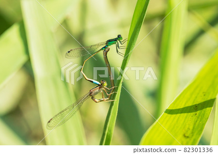 獨特的雌性青奧門豆娘的交配 獨特的雌性青奧門豆娘的交配 82301336