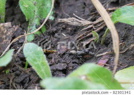 Xya japonica 82301341