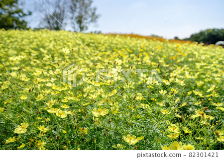 Yellow cosmos Yellow cosmos 82301421