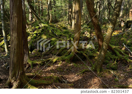 富士山北麓大室山北側的森林與青木原樹海的分界線 82301437
