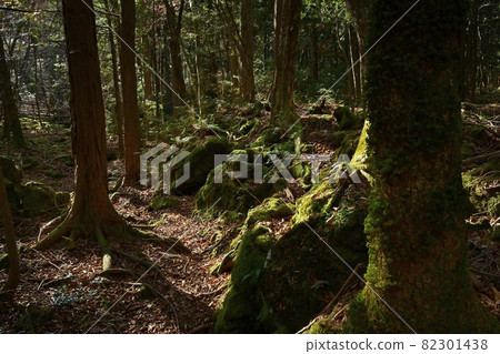 富士山北麓大室山北側的森林與青木原樹海的分界線 82301438