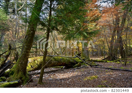 A fallen mossy tree in the beech forest on the north side of Mt. Omuro at the northern foot of Mt. Fuji A fallen mossy tree in the beech forest on the north side of Mt. Omuro at the northern foot of Mt. Fuji 82301449