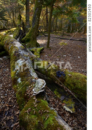 A fallen mossy tree in the beech forest on the north side of Mt. Omuro at the northern foot of Mt. Fuji A fallen mossy tree in the beech forest on the north side of Mt. Omuro at the northern foot of Mt. Fuji 82301450