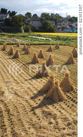 Autumn sky in my hometown and rice ears in the countryside Autumn sky in my hometown and rice ears in the countryside 82301507
