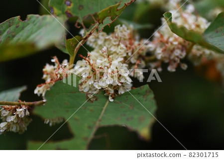 Itadori flower Itadori flower 82301715
