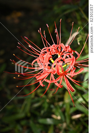 植物：石蒜科石蒜科目黑區駒場公園 82301857