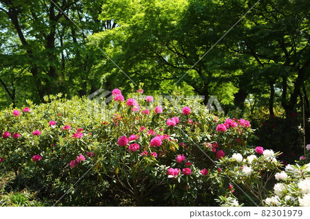Rhododendron in Nagai Botanical Garden 82301979