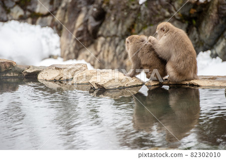 Japanese macaques inhabiting the snowy mountains of Nagano Prefecture 82302010