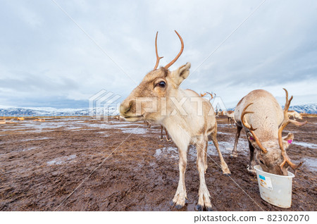 Scandinavian white reindeer and snow scene Scandinavian white reindeer and snow scene 82302070