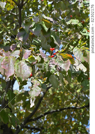 樹:山茱萸家庭 樹:山茱萸家庭 82302176