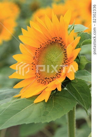 Sun Flower  82302336