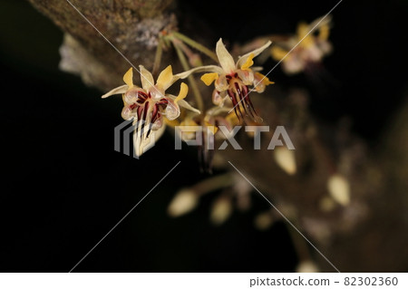 Natural plant cacao, complex flowers. Purple is a false stamen and the real stamen is hidden in a strangely shaped petal Natural plant cacao, complex flowers. Purple is a false stamen and the real stamen is hidden in a strangely shaped petal 82302360