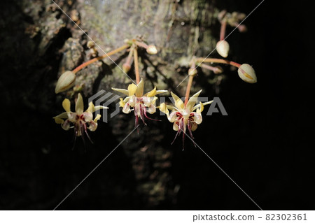 Natural plant cacao, if the conditions are good, many flowers seem to bloom in tufts all year round, but the probability of fruiting is very low. Natural plant cacao, if the conditions are good, many flowers seem to bloom in tufts all year round, but the probability of fruiting is very low. 82302361