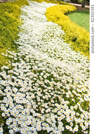 一側小菊花花壇 82302381