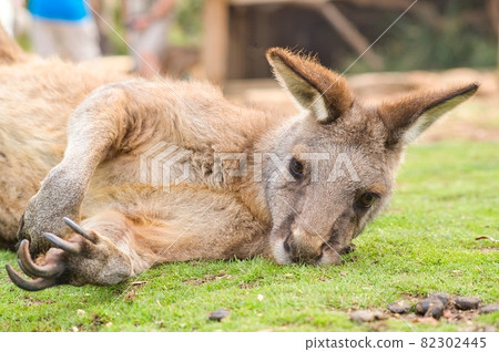 Australian sleepy kangaroo Australian sleepy kangaroo 82302445