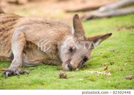 Australian sleepy kangaroo Australian sleepy kangaroo 82302446