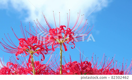 Cluster amaryllis in full bloom that shines in the blue sky 82302462