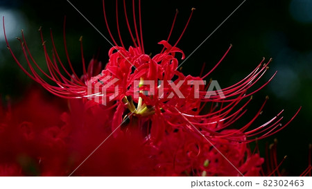 Cluster amaryllis in full bloom on a black background 82302463
