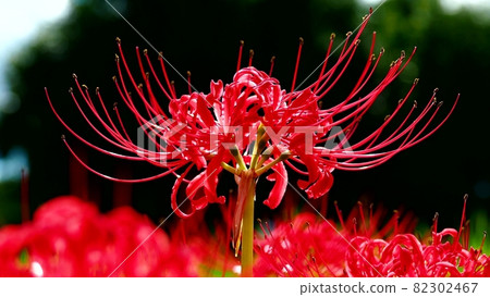 Cluster amaryllis in full bloom on a black background Cluster amaryllis in full bloom on a black background 82302467