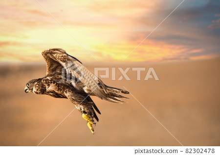 A hawk flying in the desert of the Middle East 82302478