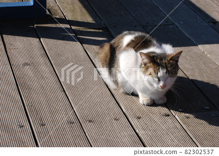 Cat afternoon 82302537