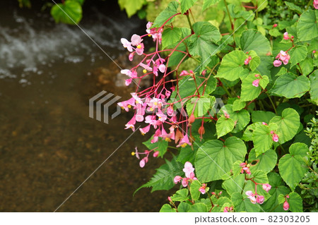 Jakkoin 的 Akiumi 棠 82303205