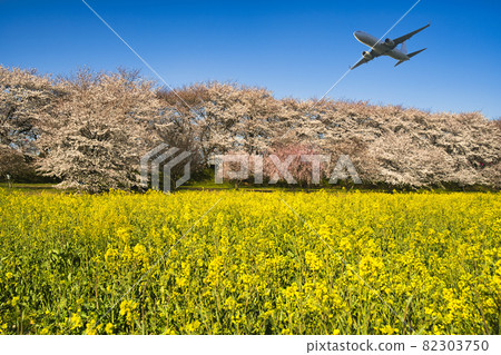 佐手市的權現堂Tsutsumi,盛開的櫻花和油菜花 佐手市的權現堂Tsutsumi,盛開的櫻花和油菜花 82303750