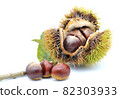 Autumn of harvest-Chestnut fruit 82303933